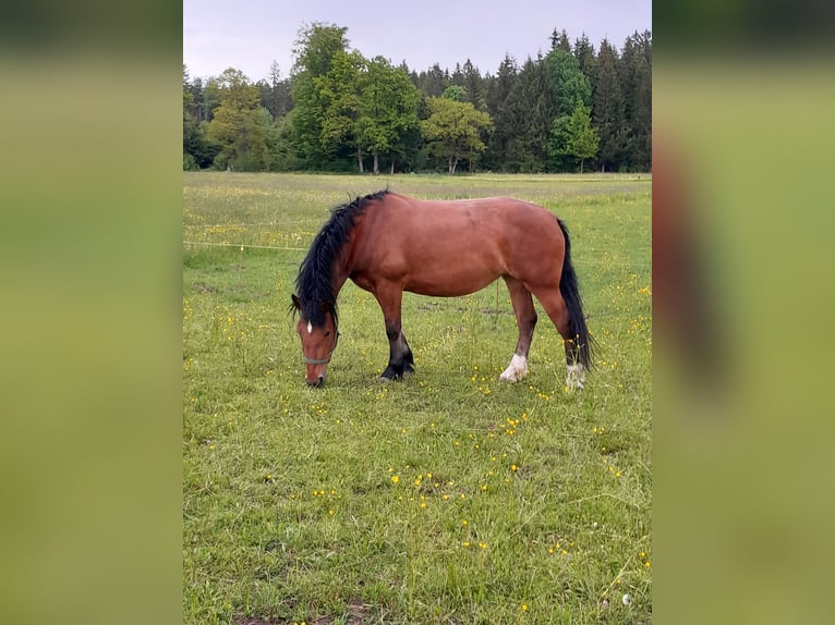 Południowoniemiecki koń zimnokrwisty Klacz 4 lat Gniada in Waakirchen