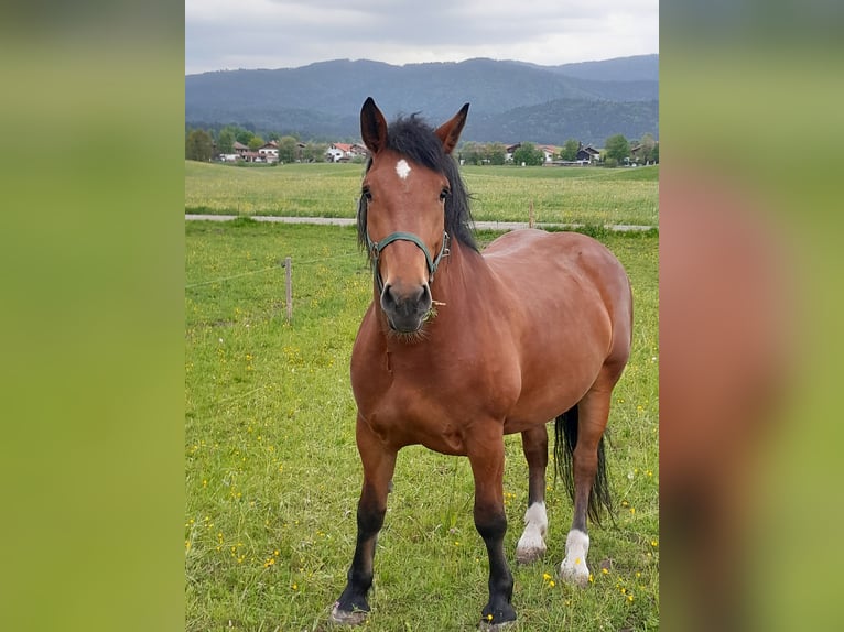 Południowoniemiecki koń zimnokrwisty Klacz 4 lat Gniada in Waakirchen