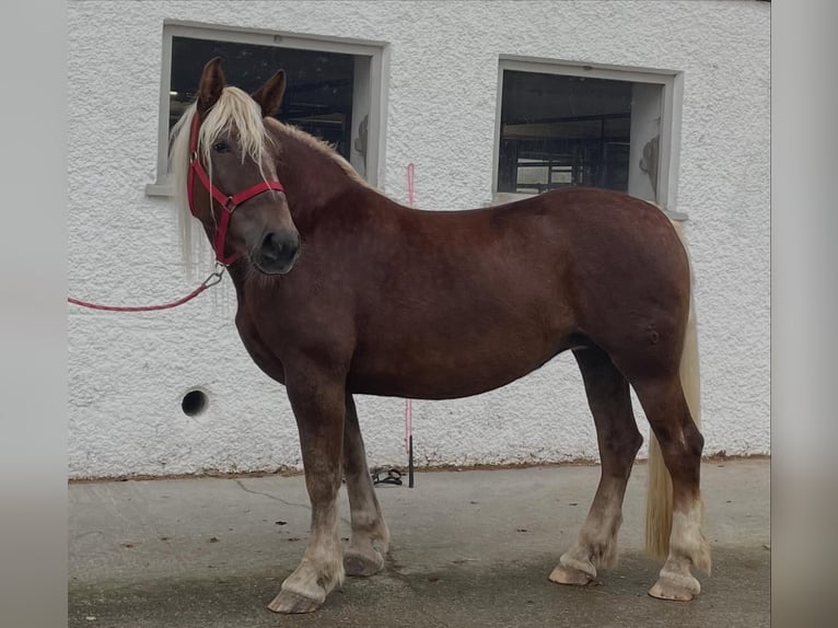 Południowoniemiecki koń zimnokrwisty Klacz 7 lat 166 cm in Riedering
