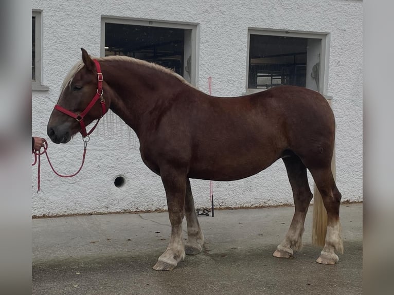 Południowoniemiecki koń zimnokrwisty Klacz 7 lat 166 cm in Riedering