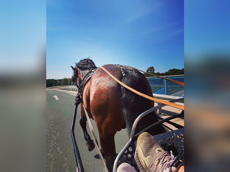 Południowoniemiecki koń zimnokrwisty Ogier 12 lat 165 cm Gniada in Dietfurt an der Altm&#xFC;hlDietfurt