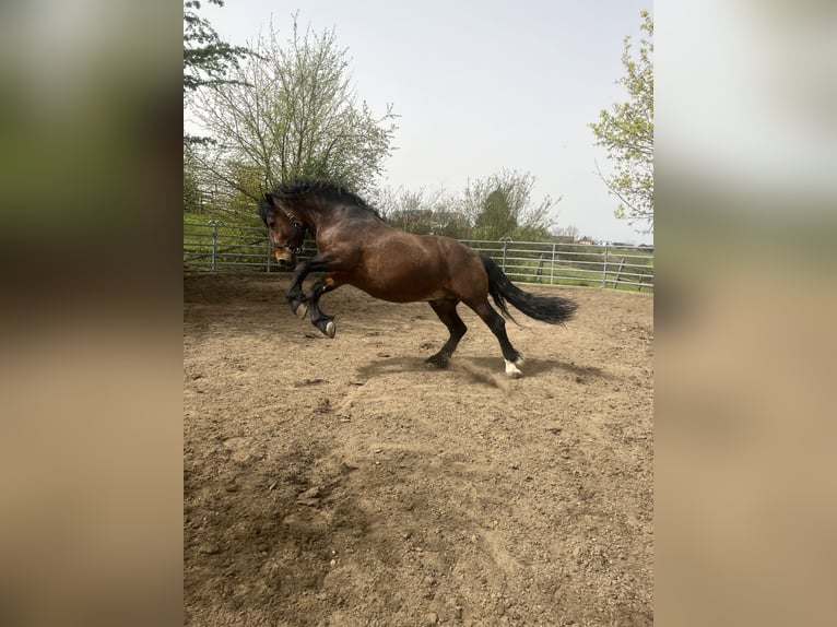 Południowoniemiecki koń zimnokrwisty Ogier 12 lat 165 cm Gniada in Dietfurt an der Altm&#xFC;hlDietfurt