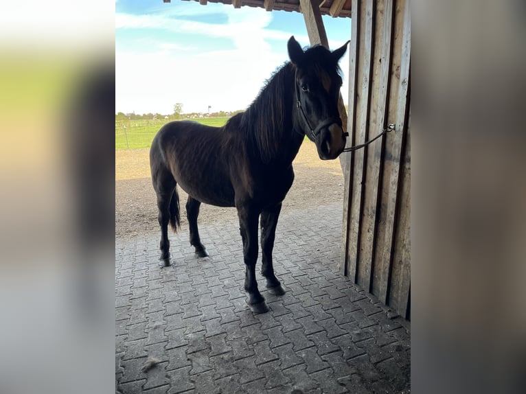 Południowoniemiecki koń zimnokrwisty Ogier 2 lat 164 cm Kara in Freising