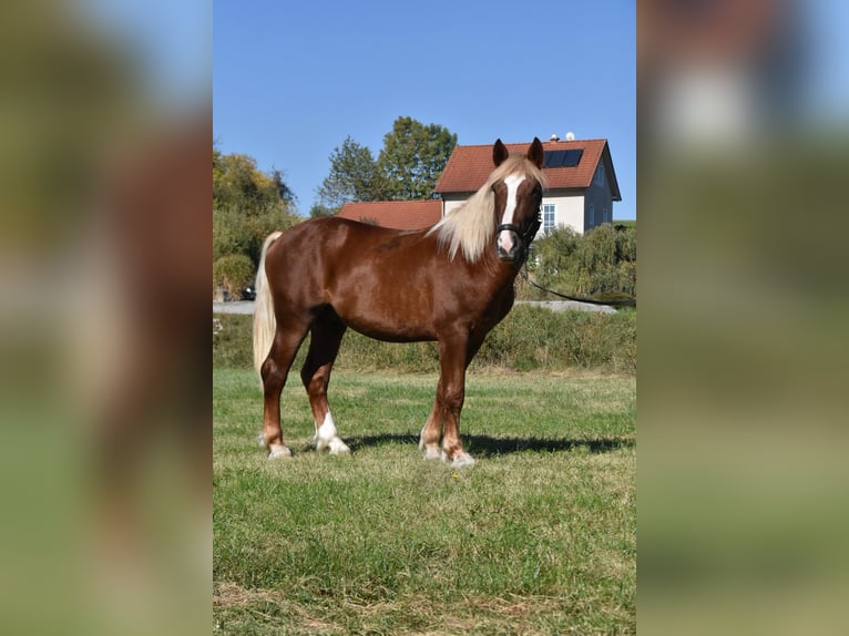 Południowoniemiecki koń zimnokrwisty Ogier 3 lat 165 cm Ciemnokasztanowata in Arnstorf