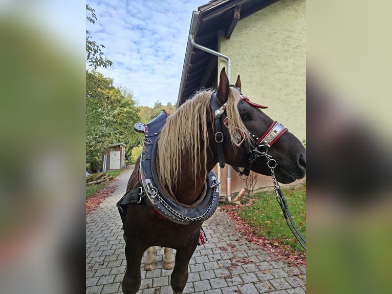 Południowoniemiecki koń zimnokrwisty Ogier 4 lat Ciemnokasztanowata in Viechtach