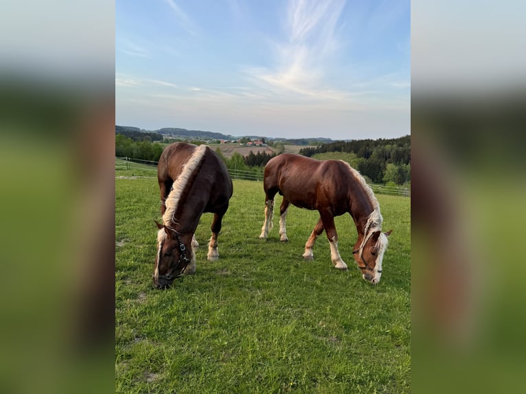 Południowoniemiecki koń zimnokrwisty Ogier 5 lat Kasztanowata in Rettenbach