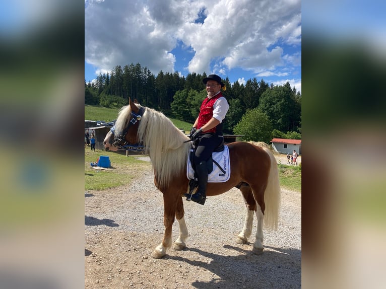 Południowoniemiecki koń zimnokrwisty Ogier 5 lat Kasztanowata in Rettenbach