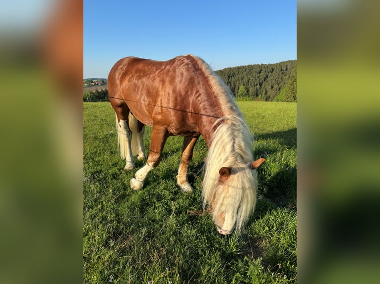 Południowoniemiecki koń zimnokrwisty Ogier 5 lat Kasztanowata in Rettenbach