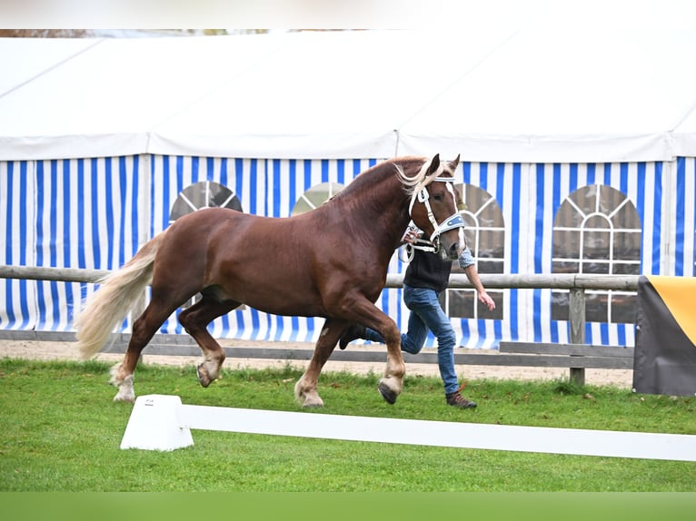 Południowoniemiecki koń zimnokrwisty Ogier 7 lat Ciemnokasztanowata in Möttingen