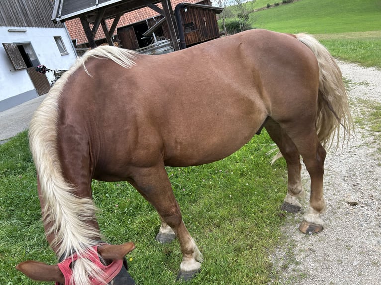 Południowoniemiecki koń zimnokrwisty Ogier 8 lat 160 cm Kasztanowata in Viechtach