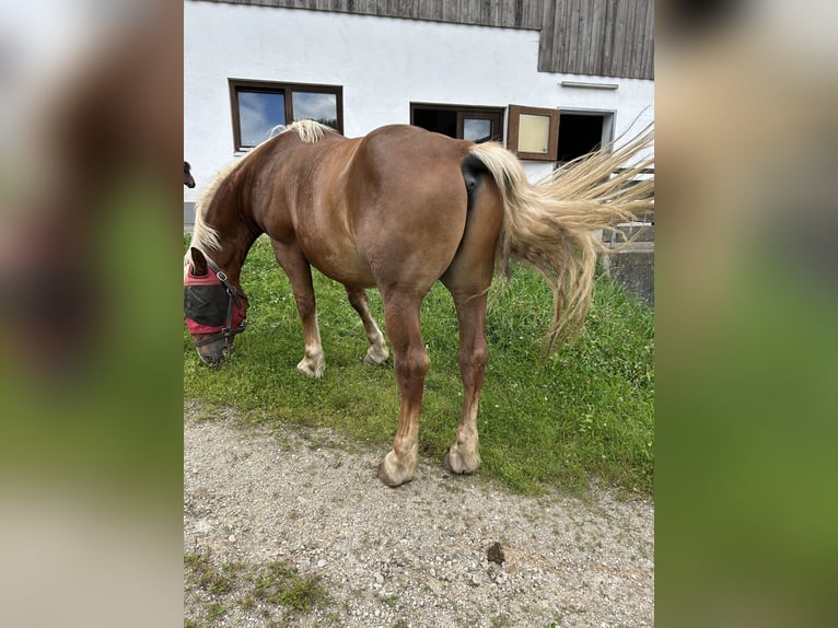 Południowoniemiecki koń zimnokrwisty Ogier 8 lat 160 cm Kasztanowata in Viechtach