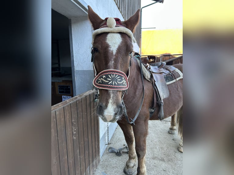 Południowoniemiecki koń zimnokrwisty Ogier 8 lat 160 cm Kasztanowata in Viechtach