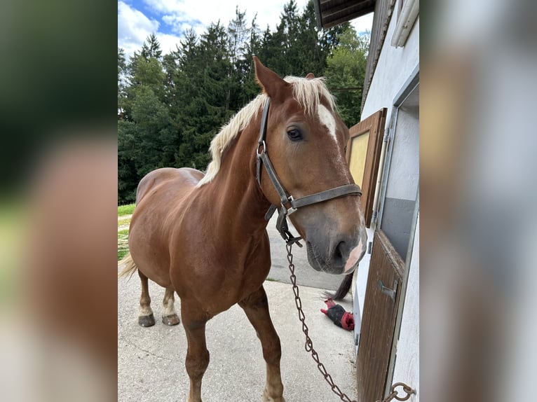Południowoniemiecki koń zimnokrwisty Ogier 8 lat 160 cm Kasztanowata in Viechtach