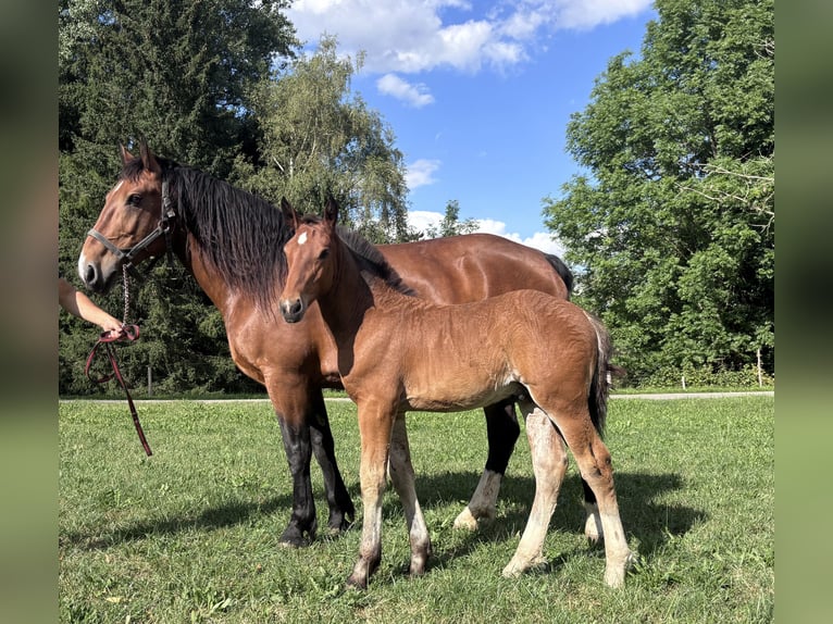 Południowoniemiecki koń zimnokrwisty Ogier Źrebak (05/2026) Gniada in Halblech