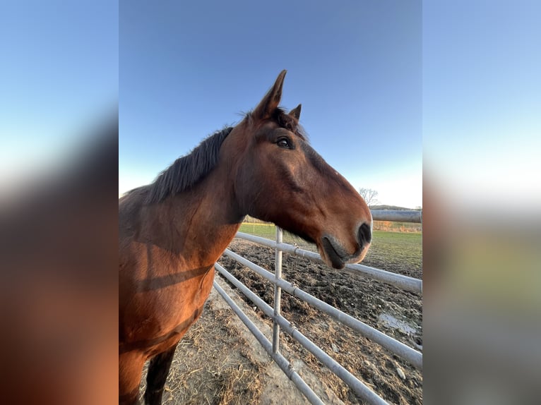 Południowoniemiecki koń zimnokrwisty Wałach 10 lat 175 cm Jasnogniada in Wilhelmsdorf
