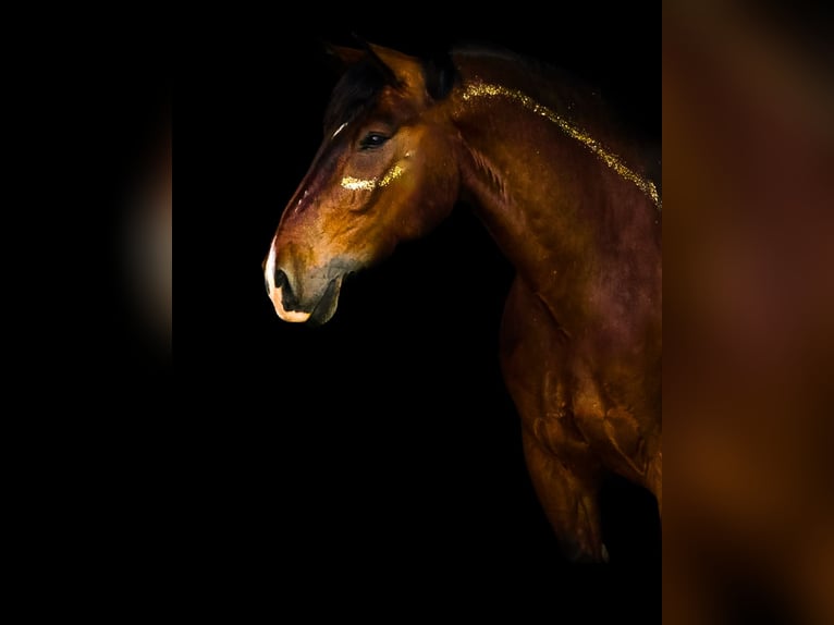 Południowoniemiecki koń zimnokrwisty Wałach 10 lat 175 cm Jasnogniada in Wilhelmsdorf
