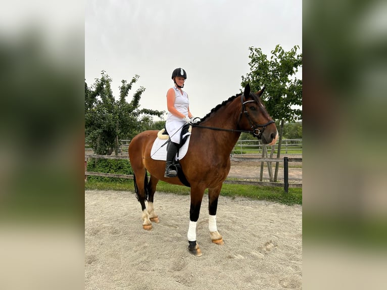 Południowoniemiecki koń zimnokrwisty Wałach 10 lat 175 cm Jasnogniada in Wilhelmsdorf