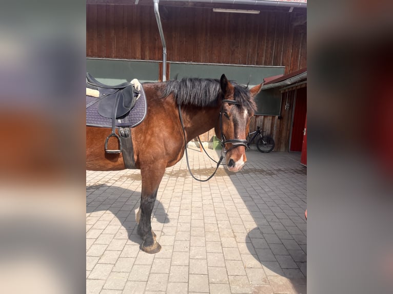 Południowoniemiecki koń zimnokrwisty Wałach 10 lat 175 cm Jasnogniada in Wilhelmsdorf