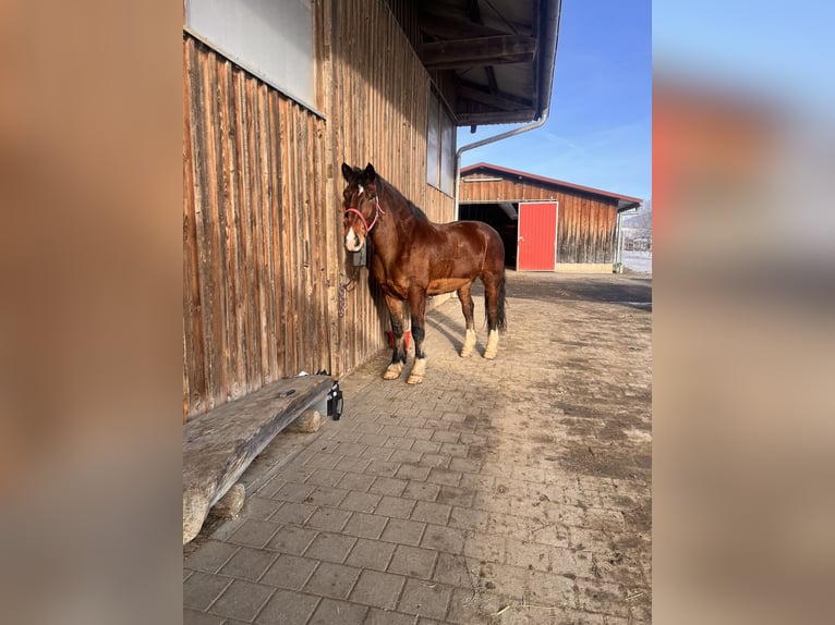Południowoniemiecki koń zimnokrwisty Wałach 10 lat 175 cm Jasnogniada in Wilhelmsdorf