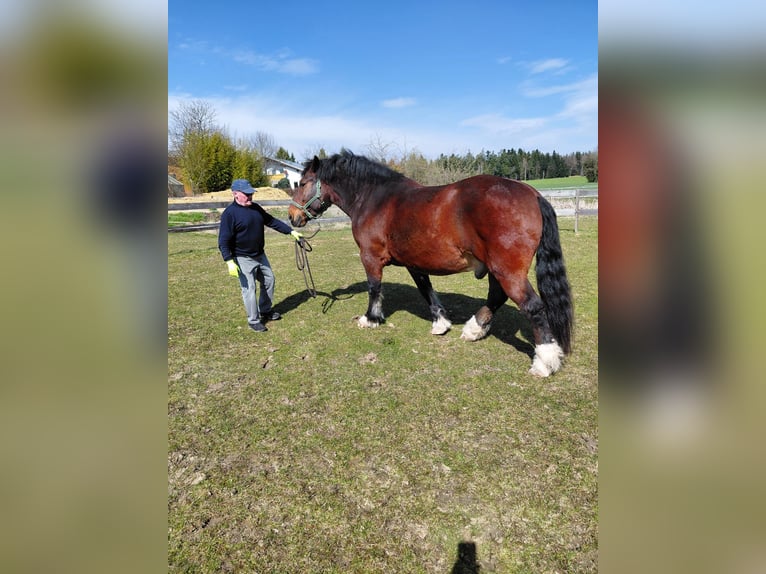Południowoniemiecki koń zimnokrwisty Wałach 11 lat 166 cm Ciemnogniada in Stubenberg