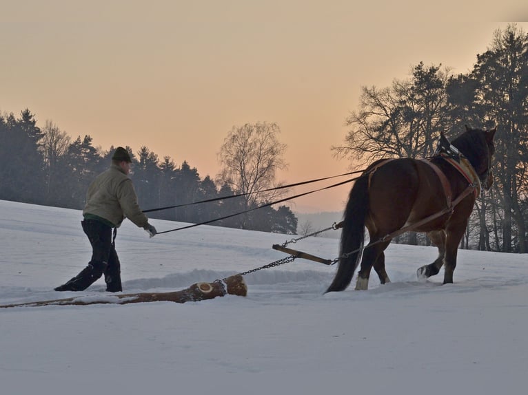 Południowoniemiecki koń zimnokrwisty Wałach 11 lat 172 cm Gniada in Bad K&#xF6;tzting