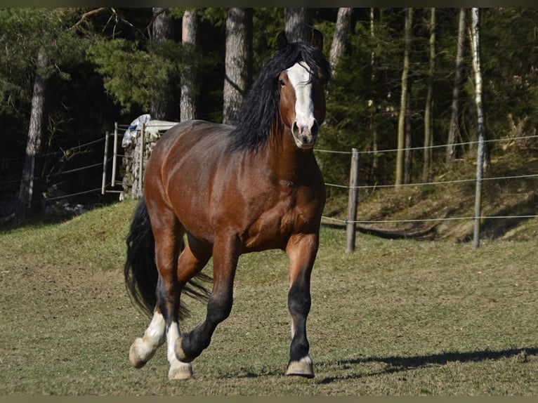 Południowoniemiecki koń zimnokrwisty Wałach 11 lat 172 cm Gniada in Bad K&#xF6;tzting
