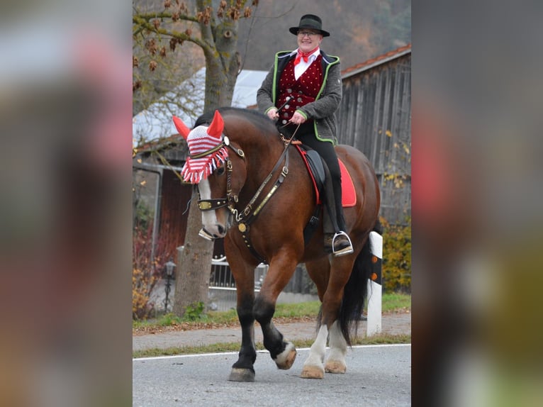 Południowoniemiecki koń zimnokrwisty Wałach 11 lat 172 cm Gniada in Bad K&#xF6;tzting