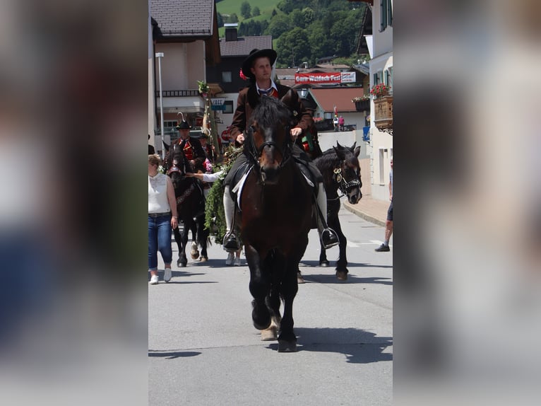 Południowoniemiecki koń zimnokrwisty Wałach 13 lat 165 cm Gniada in Kirchbichl