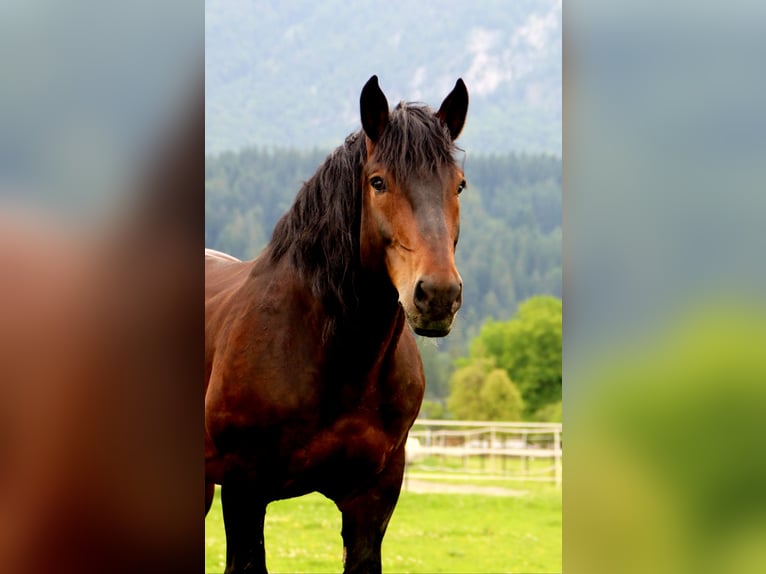 Południowoniemiecki koń zimnokrwisty Wałach 13 lat 165 cm Gniada in Kirchbichl