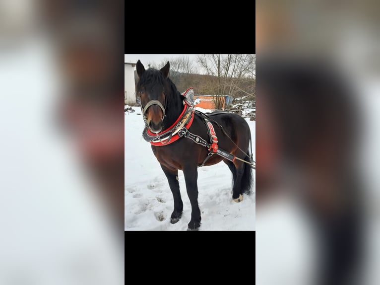 Południowoniemiecki koń zimnokrwisty Wałach 13 lat 170 cm Gniada in Achenkirch