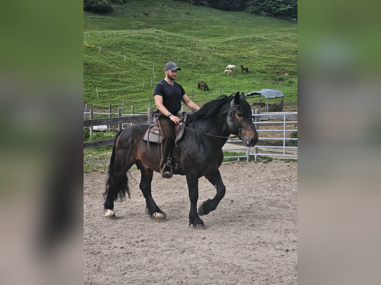 Południowoniemiecki koń zimnokrwisty Wałach 13 lat 170 cm Gniada in Achenkirch