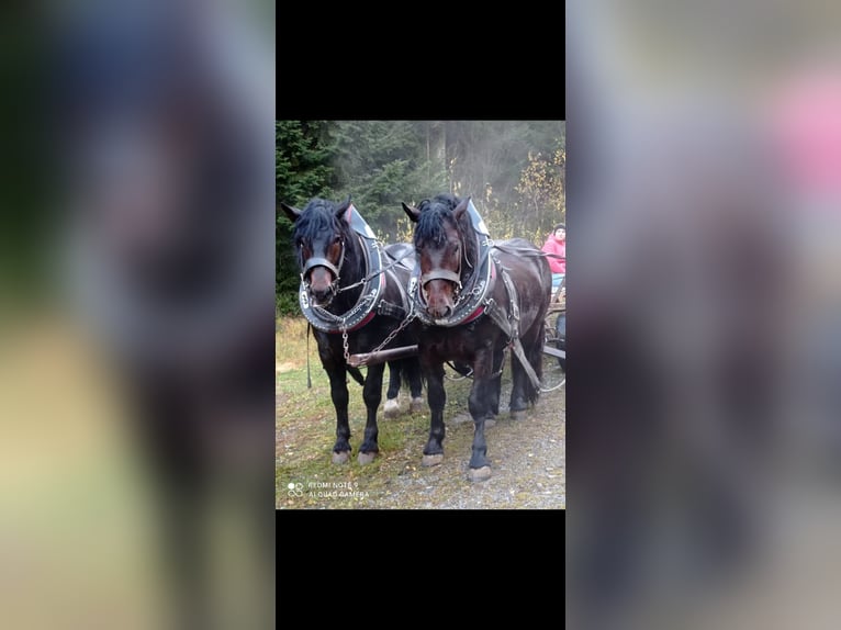 Południowoniemiecki koń zimnokrwisty Wałach 13 lat 170 cm Gniada in Achenkirch