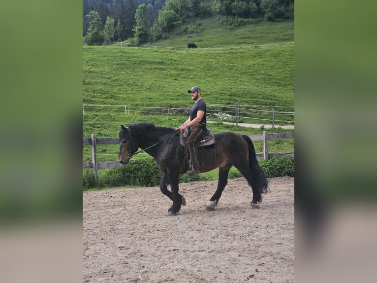 Południowoniemiecki koń zimnokrwisty Wałach 13 lat 170 cm Gniada in Achenkirch