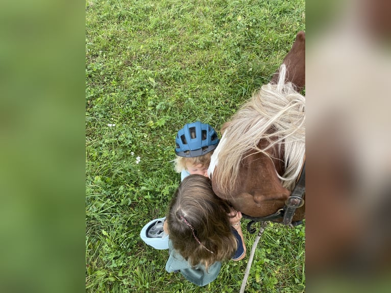 Południowoniemiecki koń zimnokrwisty Wałach 14 lat 168 cm Ciemnokasztanowata in Bisingen