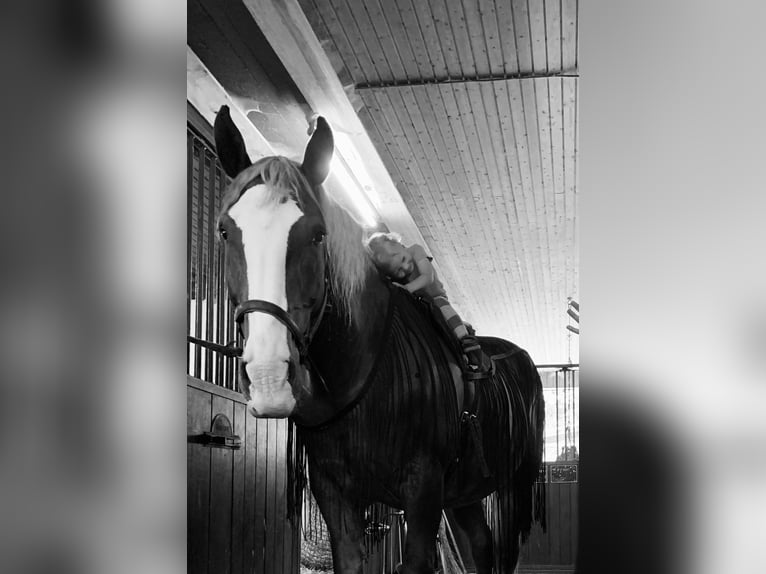 Południowoniemiecki koń zimnokrwisty Wałach 14 lat 168 cm Ciemnokasztanowata in Bisingen