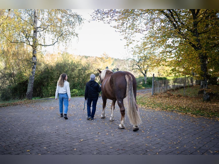 Południowoniemiecki koń zimnokrwisty Wałach 14 lat 168 cm Kasztanowata in Bisingen