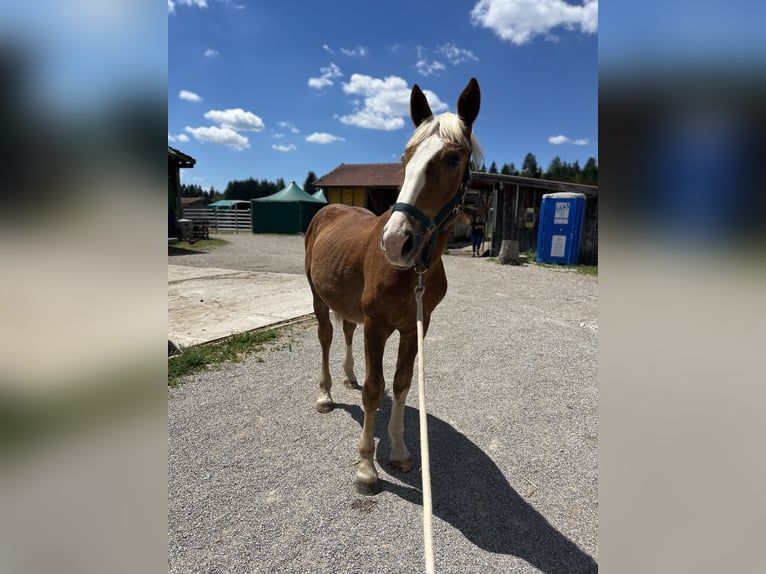 Południowoniemiecki koń zimnokrwisty Wałach 1 Rok 150 cm Ciemnokasztanowata in Holzkirchen