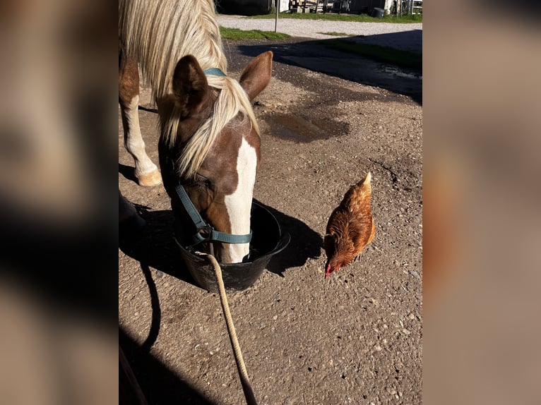Południowoniemiecki koń zimnokrwisty Wałach 1 Rok 150 cm Ciemnokasztanowata in Holzkirchen