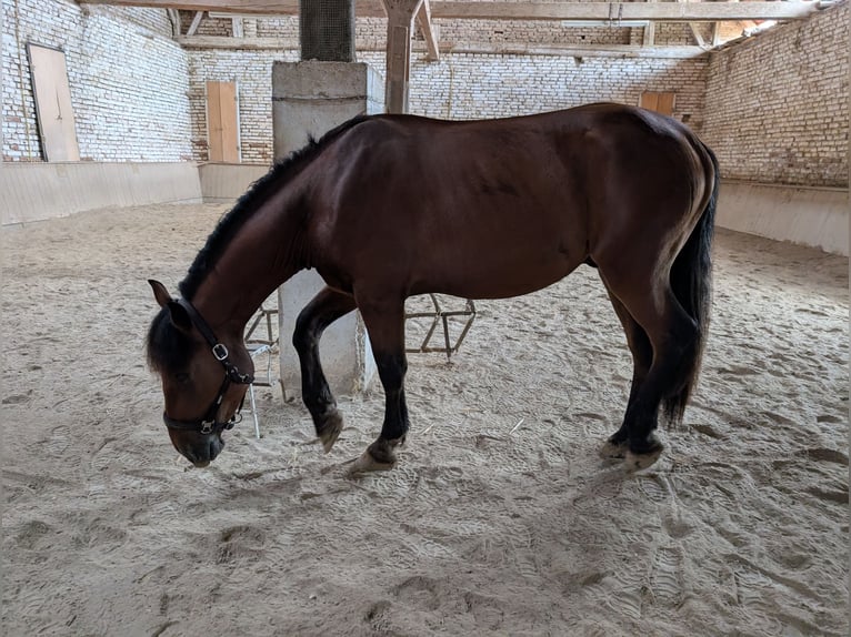 Południowoniemiecki koń zimnokrwisty Wałach 2 lat 160 cm Gniada in Pfaffenhofen an der Ilm