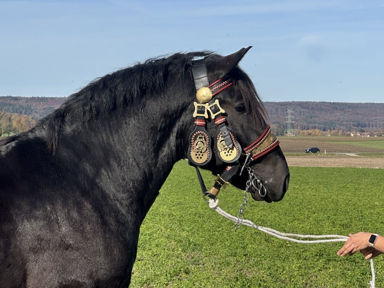 Południowoniemiecki koń zimnokrwisty Wałach 2 lat 164 cm Kara in Riedlingen
