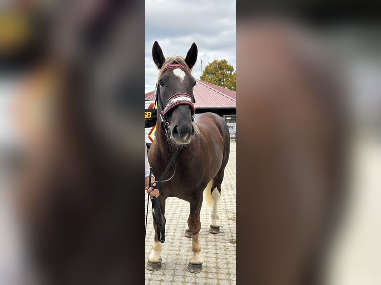 Południowoniemiecki koń zimnokrwisty Wałach 2 lat 165 cm Ciemnokasztanowata in Utzstetten