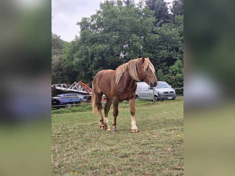 Południowoniemiecki koń zimnokrwisty Wałach 3 lat 155 cm Ciemnokasztanowata in Lonnig