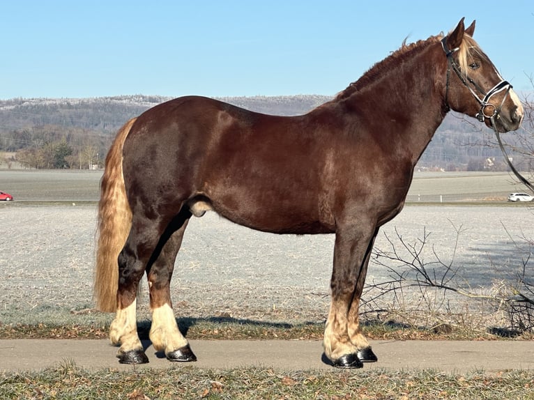Południowoniemiecki koń zimnokrwisty Wałach 3 lat 160 cm Ciemnokasztanowata in Riedlingen