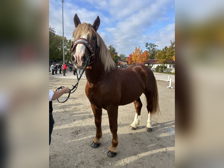 Południowoniemiecki koń zimnokrwisty Wałach 3 lat 165 cm Kasztanowata in Alfdorf