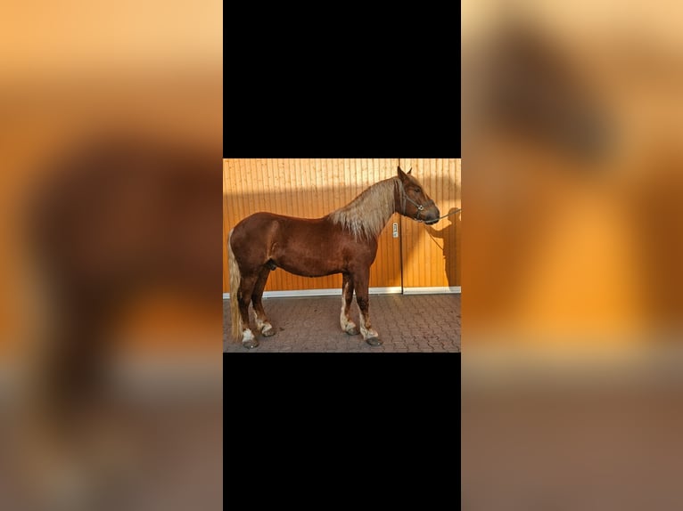 Południowoniemiecki koń zimnokrwisty Wałach 3 lat 168 cm Kasztanowata in Niederstotzingen