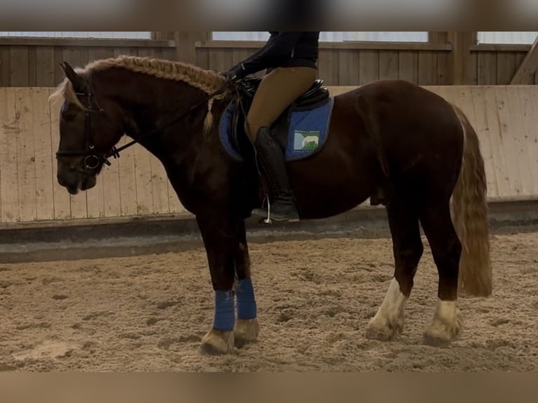 Południowoniemiecki koń zimnokrwisty Wałach 4 lat 160 cm Ciemnokasztanowata in Pfaffenhofen