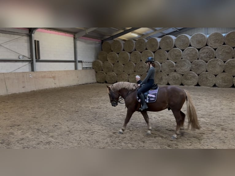 Południowoniemiecki koń zimnokrwisty Wałach 4 lat 164 cm Ciemnokasztanowata in Flieden