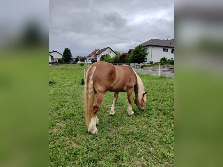 Południowoniemiecki koń zimnokrwisty Wałach 4 lat 167 cm Kasztanowata in Hüttenberg