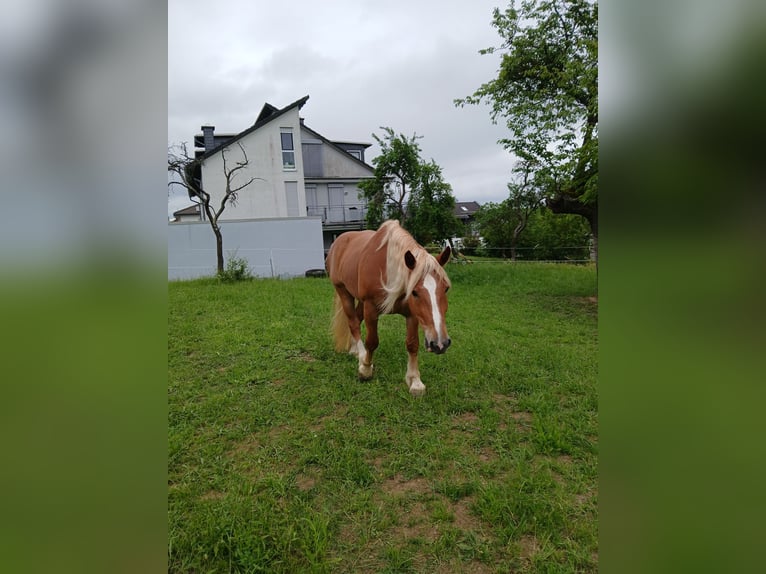 Południowoniemiecki koń zimnokrwisty Wałach 4 lat 167 cm Kasztanowata in Hüttenberg