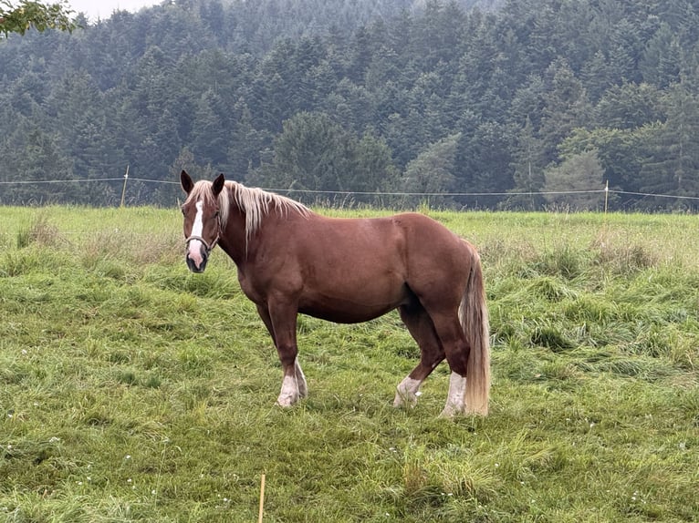 Południowoniemiecki koń zimnokrwisty Wałach 5 lat 165 cm Kasztanowata in Alfdorf